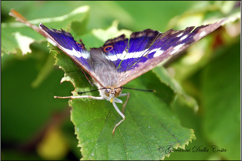 Apatura iris